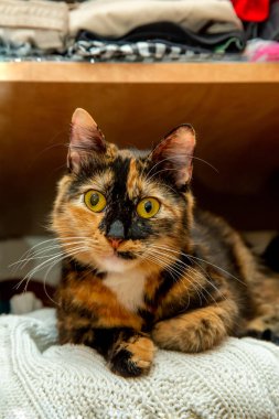 yaramaz ve sevimli genç kedi dolaba tırmandı ve Jersey 'den iftira atarak oturdu.