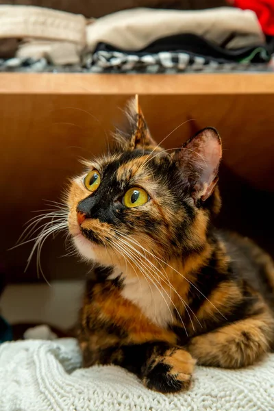 yaramaz ve sevimli genç kedi dolaba tırmandı ve Jersey 'den iftira atarak oturdu.