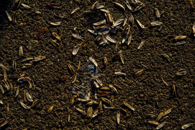 Ay çekirdeği kabuğu ve diğer döküntüler asfaltta yatıyor.