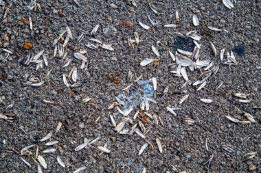 Ay çekirdeği kabuğu ve diğer döküntüler asfaltta yatıyor.