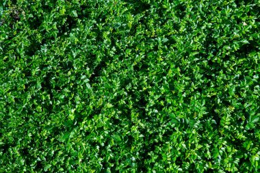 Açık bir günde yeşil yaprakların arkaplanı, yukarıdan görünüm