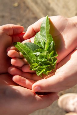 Çocukların elleri nazikçe avuçlarında yeşil yapraklar tutar.