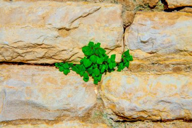 Duvarda taş duvar ve yeşil bir bitki filizlendi, arka plan veya doku için.