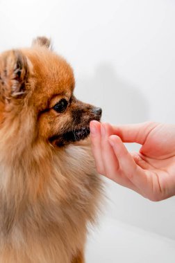 dişi el şirin pomeranian köpeğini besliyor