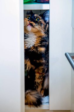 Çok renkli bir evcil kedi mutfaktaki beyaz bir kapının arkasından dışarı bakıyor.