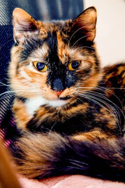 Sandalyede oturan çok renkli bir evcil kedinin portresi.