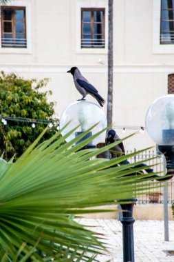 İsrail 'in eski Jaffa kentindeki eski bir fenerde iki meraklı karga oturuyor.