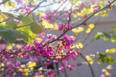 Kraliyet yağmur damlalarının bahar çiçekleri.