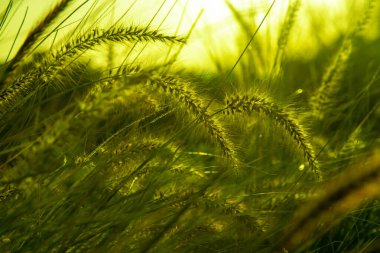 Yaban buğday gevreklerinin yeşil çiçek arkaplanı, parlak yaz mevsiminde manzara