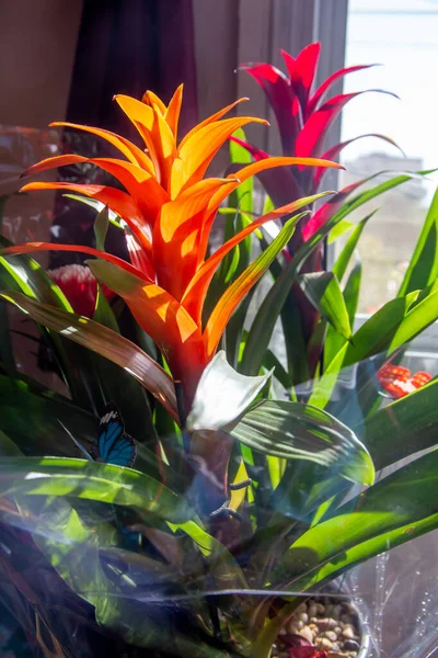 orange and burgundy flowers Bromelia with greenery, plants in home.It belongs to form of genus of botanical family of Bromeliaceae, subfamily of Bromelioideae