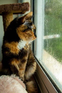 Melez, üç renkli evcil kedi yağmur yağan pencerenin yanında oturur.