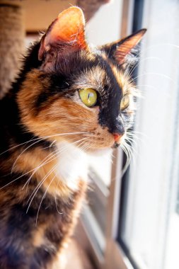 Evcil melez kedi kirli pencereden içeri bakar.