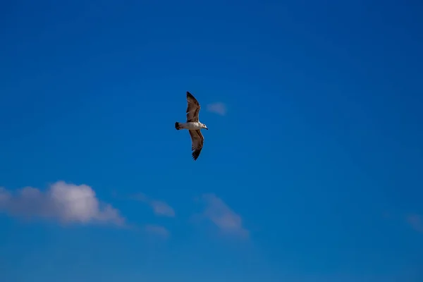 Witte Meeuw Spreidt Zijn Vleugels Uit Tijdens Vlucht Onder Blauwe — Stockfoto