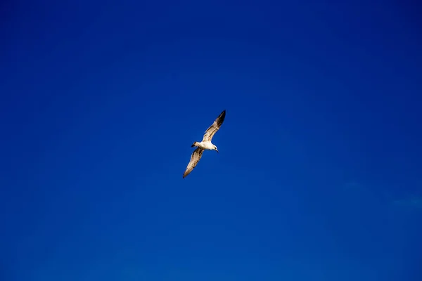 Witte Meeuw Spreidt Zijn Vleugels Uit Tijdens Vlucht Onder Blauwe — Stockfoto