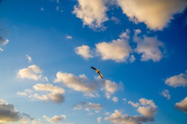Beyaz martı günbatımı gökyüzünün altında uçarken kanatlarını açtı.