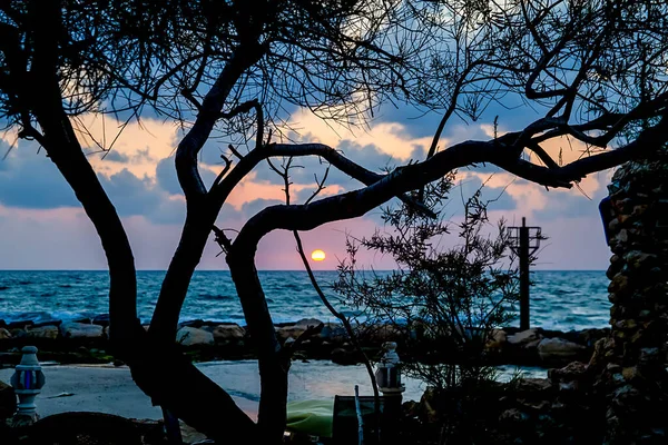 Západ Slunce Skrze Větve Stromu Nad Mořem Nebo Oceánem — Stock fotografie