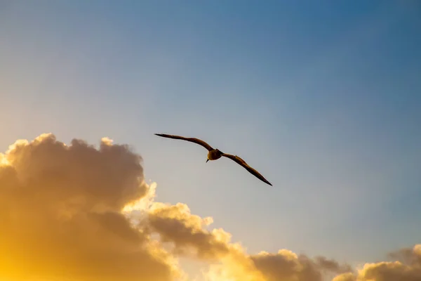 Vit Mås Spred Sina Vingar Flykt Solnedgången Himlen — Stockfoto