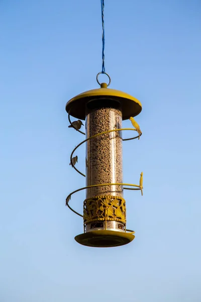 Mangeoire Oiseaux Suspendue Sur Une Branche Arbre Sur Fond Bleu — Photo