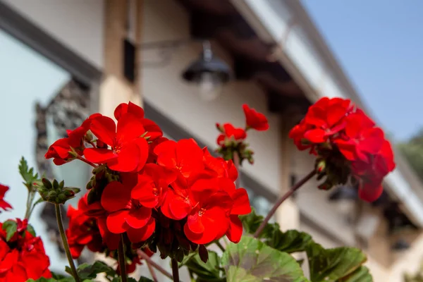 Jasny Czerwony Kwiat Geranium Zieleni Liśćmi Pobliżu Domu Latarniami Jasny — Zdjęcie stockowe