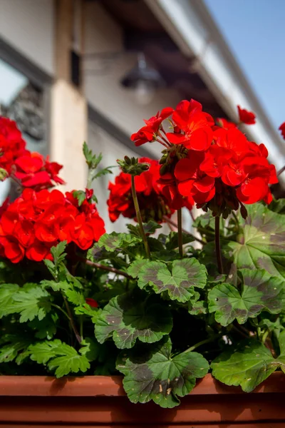 Geranio Brillante Flor Roja Vegetación Con Hojas Cerca Casa Con —  Fotos de Stock