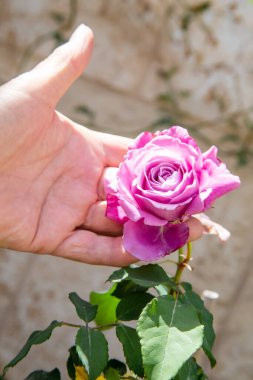 Kadın eli ve gül güneşli bir günde
