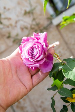 Kadın eli ve gül güneşli bir günde