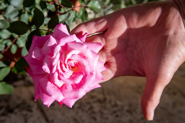 Kéz Rózsa Napsütéses Napon — Stock Fotó