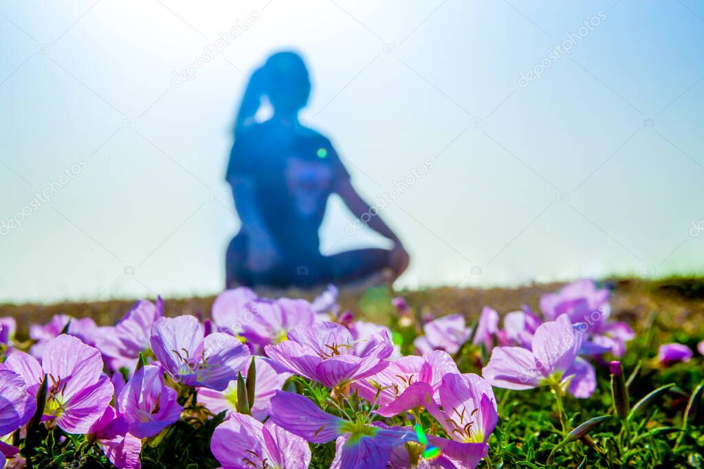 Spring flowers Pink Evening Primrose (Oenothera speciosa) and the silhouette of a woman sitting in a lotus position, selective focus