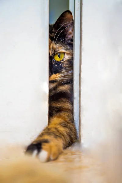 Gatto Randagio Domestico Siede Vicino Una Stretta Crepa Nella Porta — Foto Stock