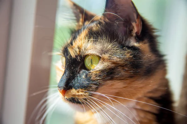 Gatto Randagio Domestico Siede Vicino Alla Finestra Guarda — Foto Stock