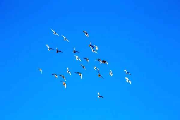 Een Zwerm Duiven Vliegt Tegen Achtergrond Van Een Heldere Blauwe — Stockfoto