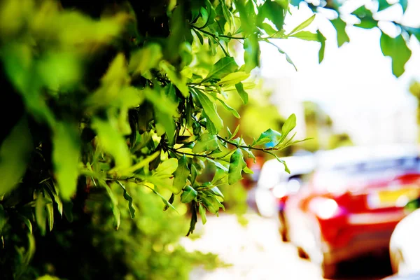 Зростання Листя Дерева Природа Свіжий Зелений Кущ Дерево Автомобілі Фон — стокове фото