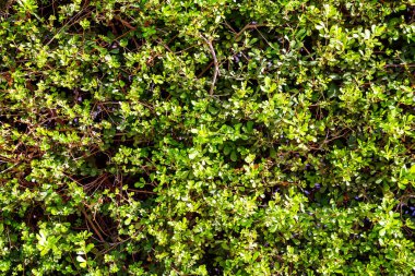 Doğal yeşil yaprak duvarı, doku arkaplanı