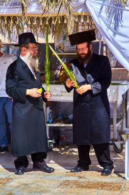 Kudüs, İsrail-2021, 22 Eylül: İsrailli hahamlar veya Ortodoks Yahudi erkekler Batı / Ağlama Duvarı veya Kotel yakınlarındaki Sukkah 'ta lulav ve etrog Sukkot tutuyorlar. Sukkot 'un isimlerinden biri de Uluslar Festivali.