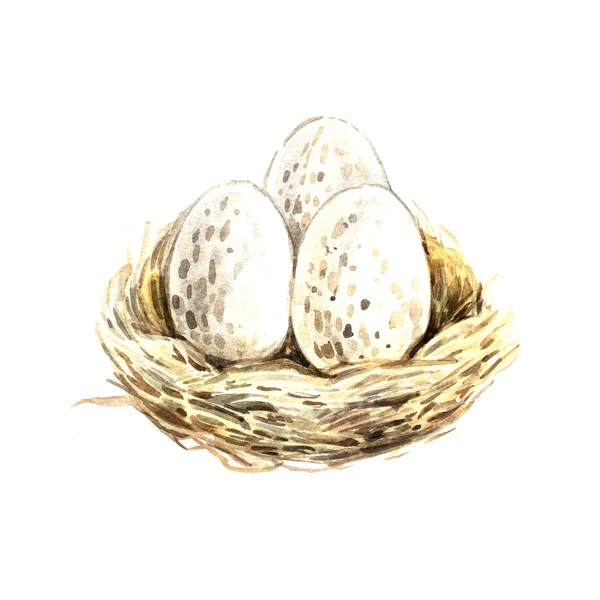 Watercolor Spring nest with eggs — Stock Photo, Image