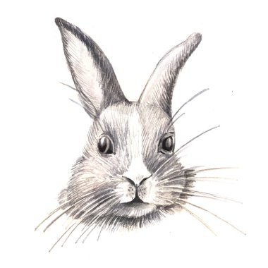 Suluboya komik tavşan 