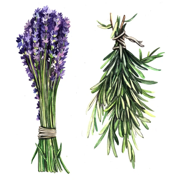 Suluboya otlar lavanta ve biberiye