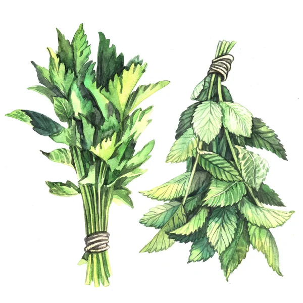 Akwarela zioła pietruszka i mięty — Zdjęcie stockowe