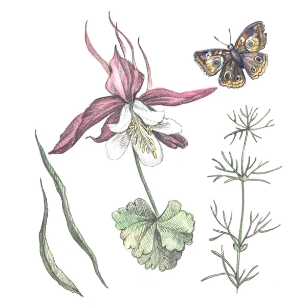 Ботаническая иллюстрация цветка Аквилегия и трава — стоковое фото