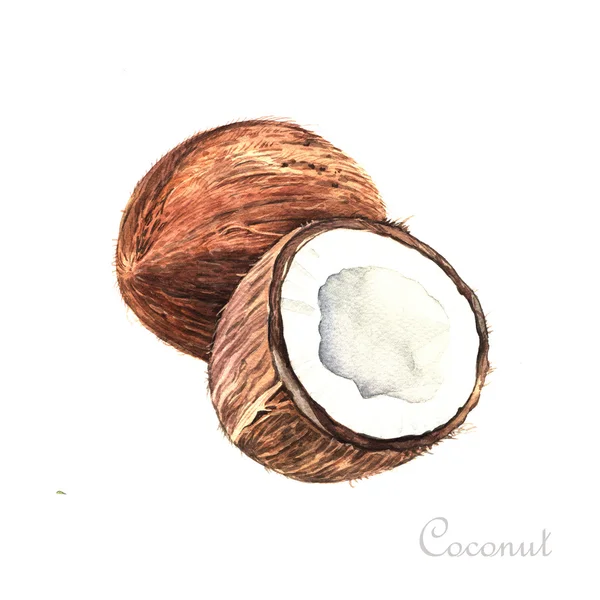 Coco de aquarela isolado — Fotografia de Stock