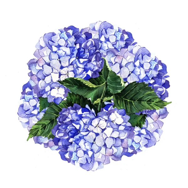 Composición con hortensias azules — Foto de Stock