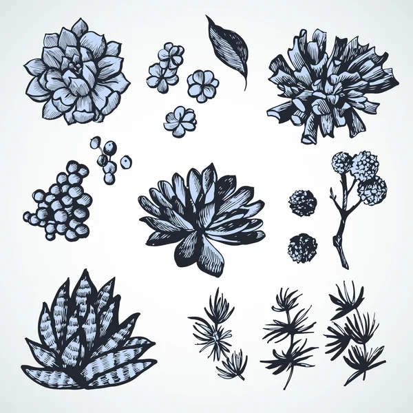 Set di immagini grafiche con succulente . — Vettoriale Stock