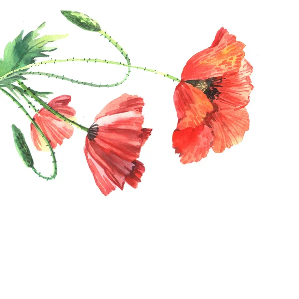 Watercolor background with red poppies — Stock Photo, Image