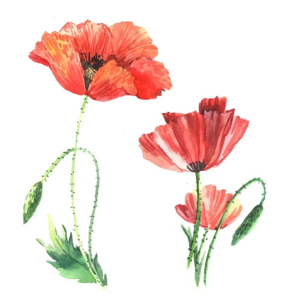 Aquarell-Skizze von roten Mohnblumen — Stockfoto
