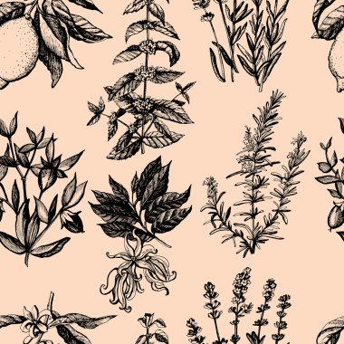 Aromatik bitkiler ile grafik vintage desen