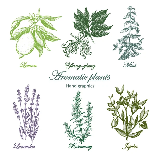 Conjunto de hierbas aromáticas imagen — Vector de stock