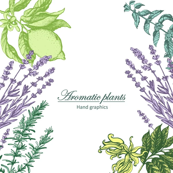 Fond vintage avec des plantes aromatiques — Image vectorielle