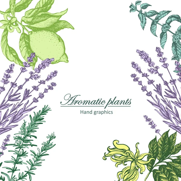 Fondo vintage con plantas aromáticas — Vector de stock