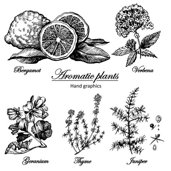 芳香植物组 — 图库矢量图片