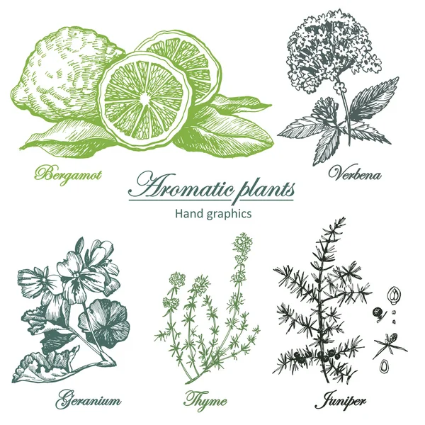 Aromatische Pflanzen gesetzt — Stockvektor